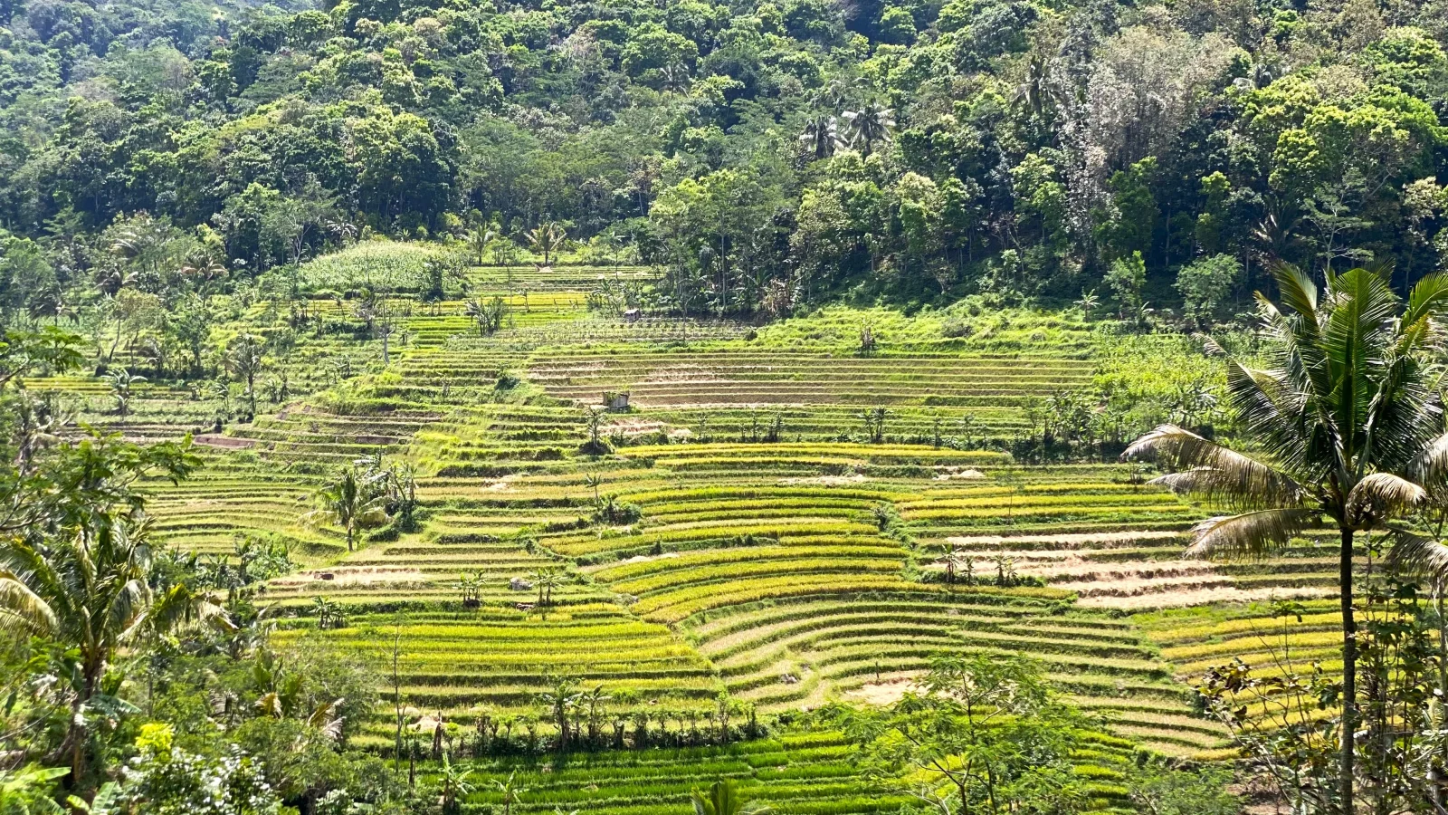 Reisterrassenwanderung zum Selogriyo-Tempel und Nepal-Van-Java-Dorftour