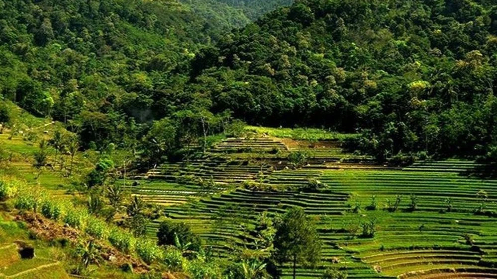 Best Selogriyo Temple & Rice Terraces Trekking Tour Guide