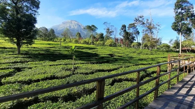 Dieng Plateau Highland Golden Sunrise & Tea Plantation Private Tour - Image 9
