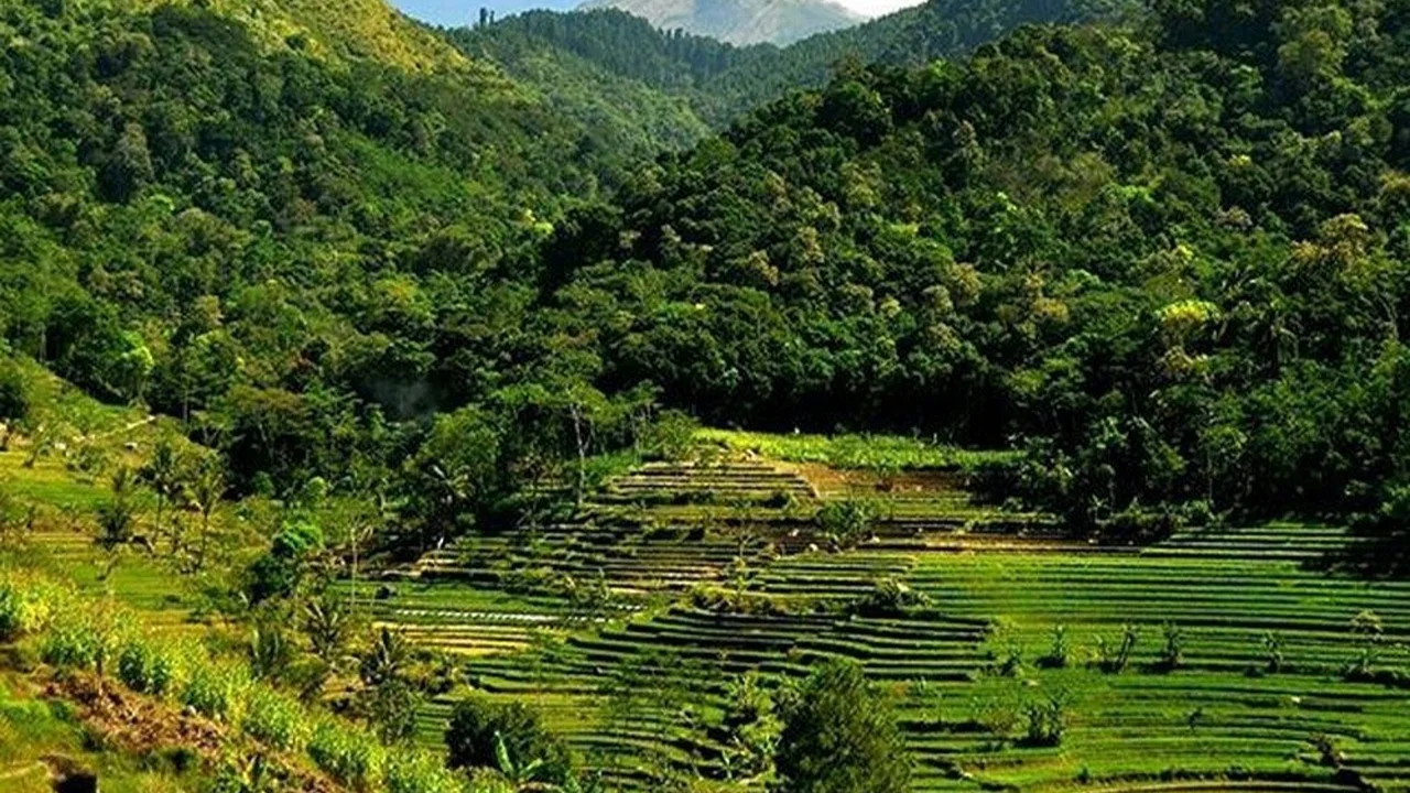 Selogriyo Traditional Rice Terrace Trek and Hidden Waterfall Exploration