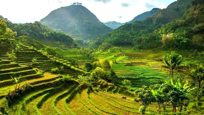 Selogriyo Temple Rice Terrace Trek and Nepal Van Java Village Tour
