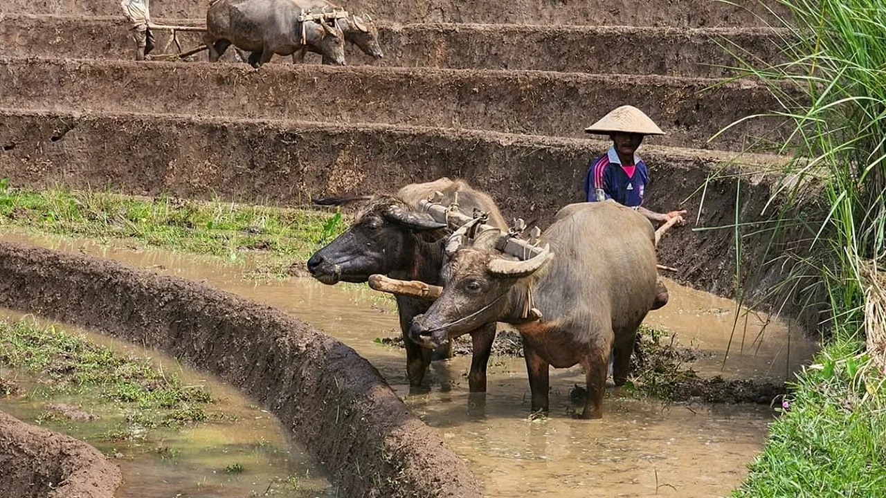 Selogriyo Rice Terrace Trek and Borobudur Temple Private Tour with Climb-up Access - Image 9
