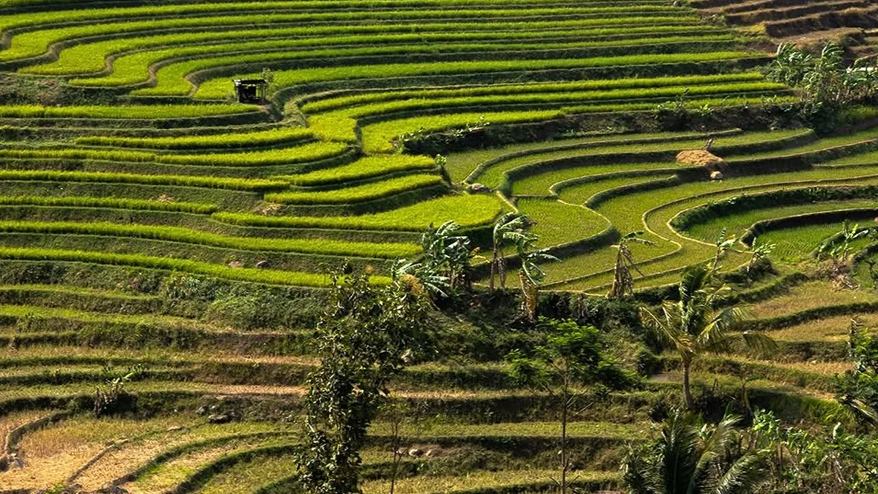 Selogriyo Rice Terrace Trek and Borobudur Temple Private Tour with Climb-up Access - Image 10