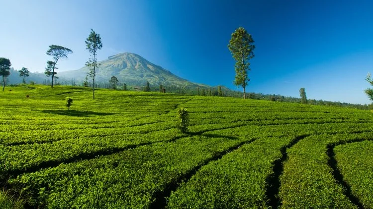 Serene Strolls Through the Emerald Tambi Tea Plantation